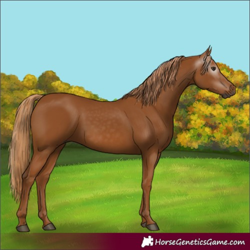 Horse Color:Gray Chestnut