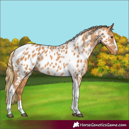 Horse Color:Chestnut Tobiano Near Leopard Rabicano 