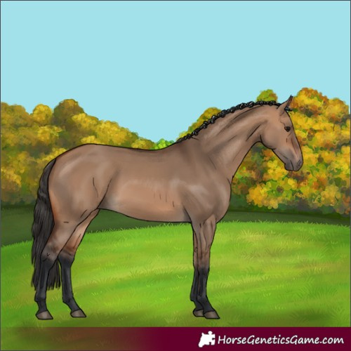 Horse Color:Bay Dun