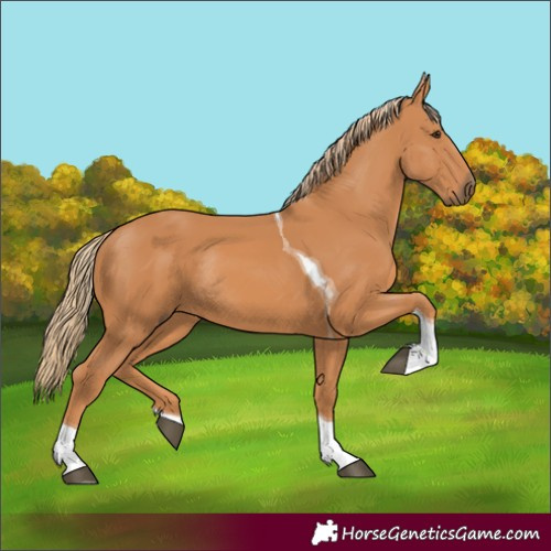Horse Color:Chestnut Tobiano Rabicano