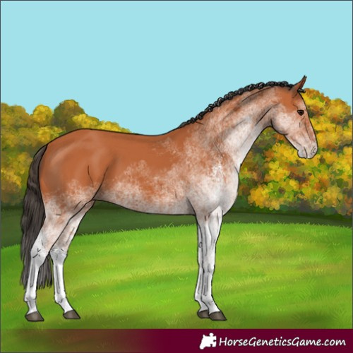 Horse Color:White Spotted Bay 