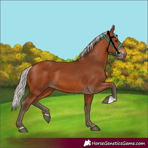 Horse Color:Silver Bay 