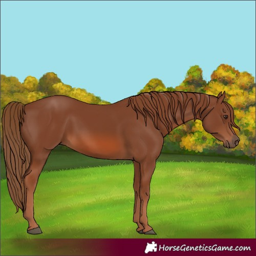 Horse Color:Chestnut 