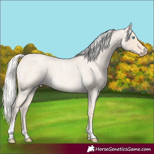 Horse Color:Silver Smoky Creme Roan