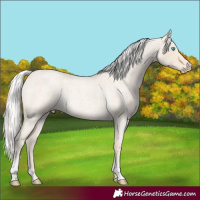 Horse Color:Silver Smoky Creme Roan