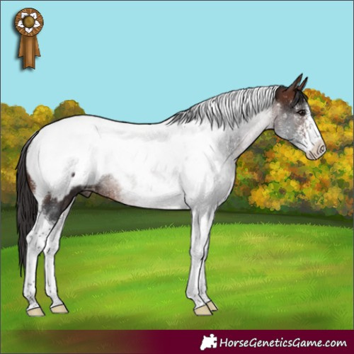 Horse Color:Brown Sabino Tobiano Appaloosa Rabicano 
