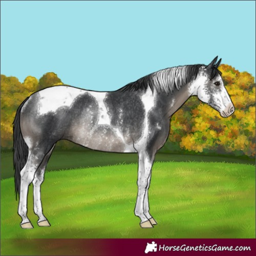 Horse Color:Black Sabino Tobiano Rabicano 