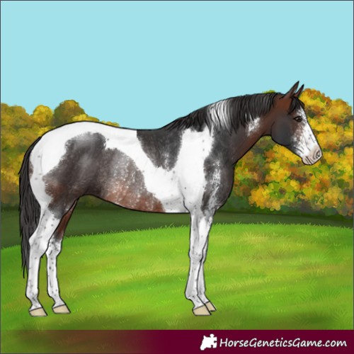 Horse Color:Brown Sabino Tobiano Rabicano 