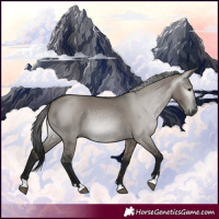 Horse Color:Gray Grullo 