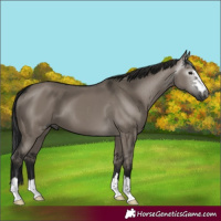 Horse Color:Gray Grullo