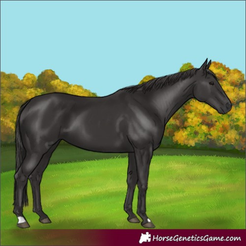 Horse Color:Smoky Black