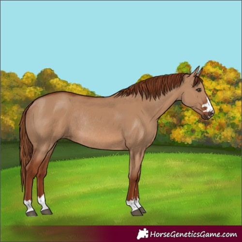 Horse Color:Unknown 