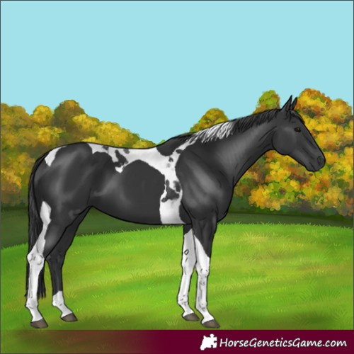 Horse Color:Black Tobiano