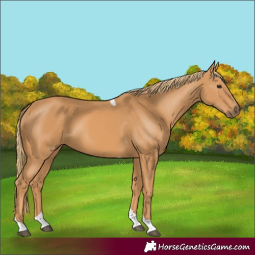 Horse Color:Chestnut Tobiano