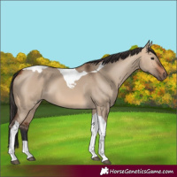 Horse Color:Bay Dun Tobiano 