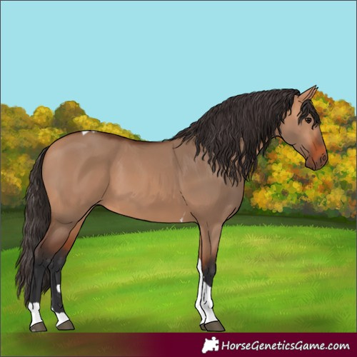 Horse Color:Bay Dun Tobiano 