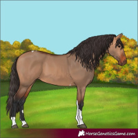 Horse Color:Bay Dun Tobiano 