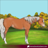 Horse Color:Silver Bay