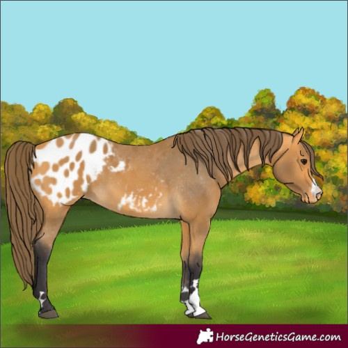 Horse Color:Buckskin Appaloosa 