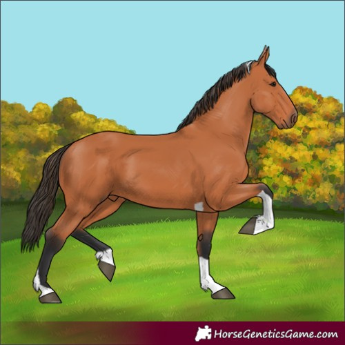 Horse Color:Bay Tobiano 