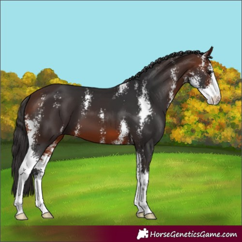 Horse Color:Brown Sabino