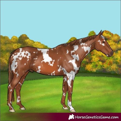 Horse Color:White Spotted Chestnut 
