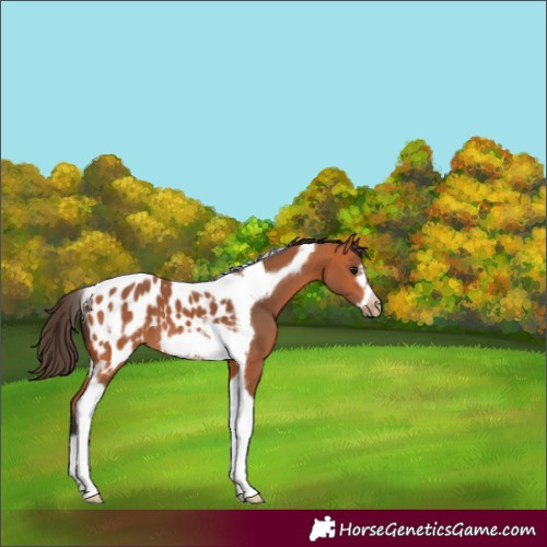 Horse Color:Bay Tobiano Frame Appaloosa