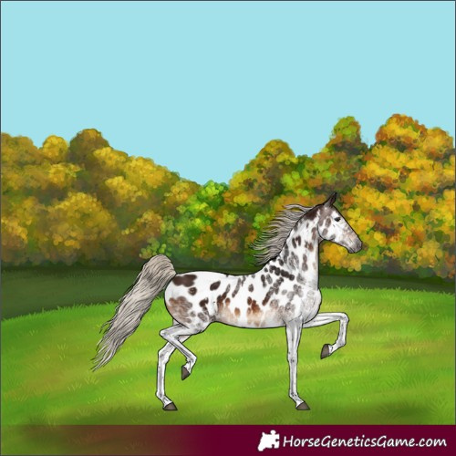 Horse Color:Gray White Spotted Silver Bay Appaloosa