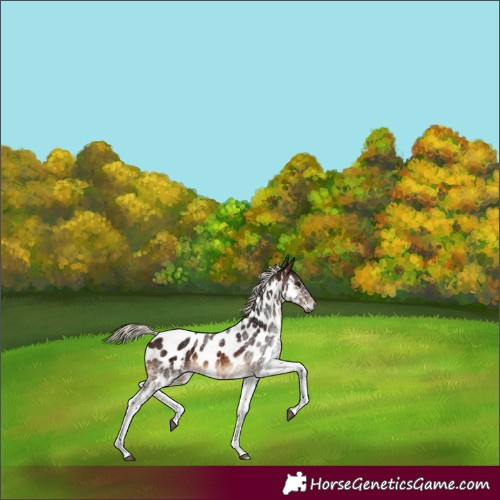 Horse Color:Gray White Spotted Silver Bay Appaloosa 