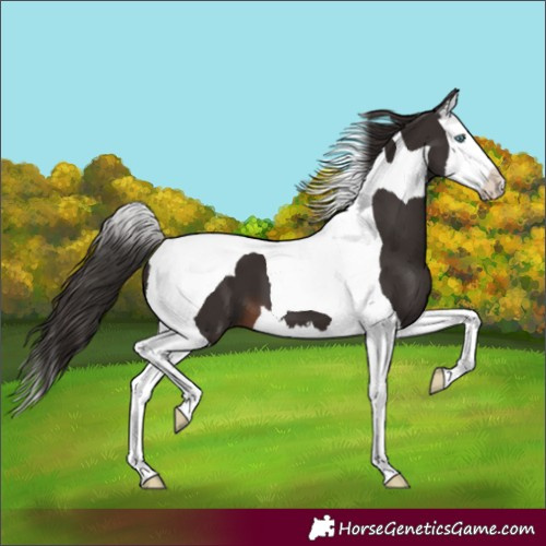 Horse Color:Liver Chestnut Splash Tobiano 