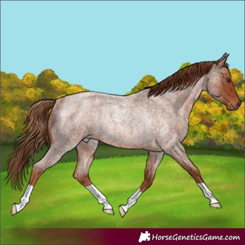 Horse Color:Red Roan Rabicano