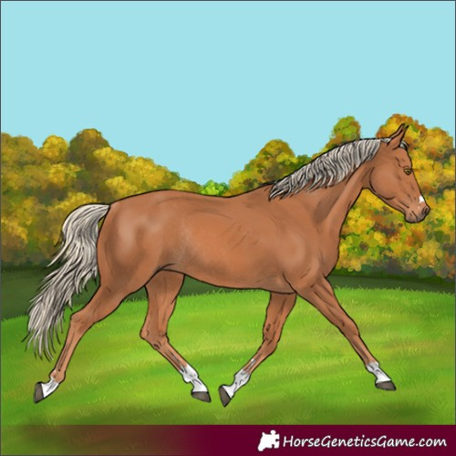 Horse Color:Chestnut Rabicano