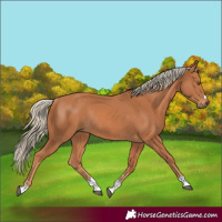 Horse Color:Chestnut Rabicano 