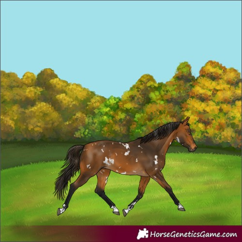 Horse Color:Gray White Spotted Buckskin Rabicano 