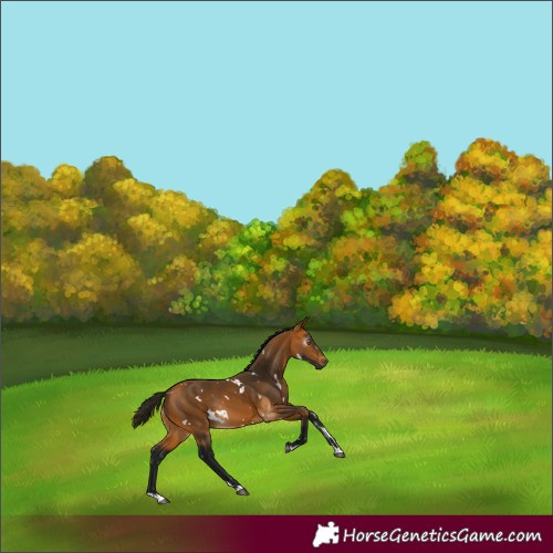 Horse Color:Gray White Spotted Buckskin Rabicano