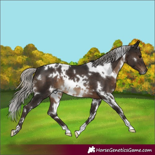 Horse Color:Gray White Spotted Silver Black