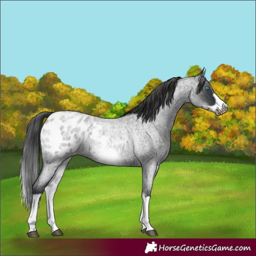 Horse Color:White Spotted Blue Roan Splash Frame Appaloosa 