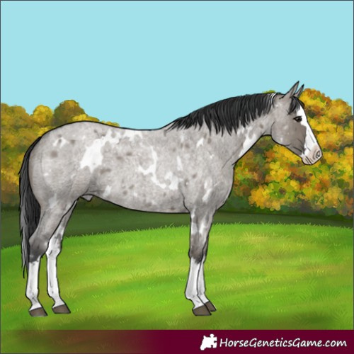 Horse Color:White Spotted Grullo Roan Splash 