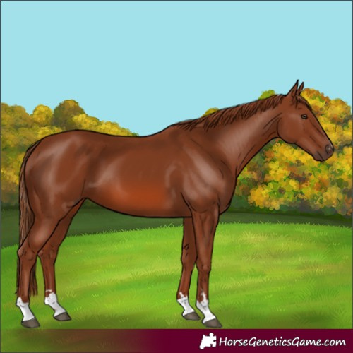 Horse Color:Chestnut 