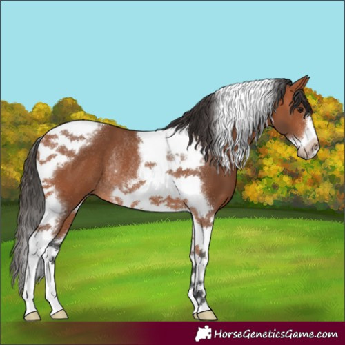 Horse Color:Bay Tobiano Frame Rabicano 