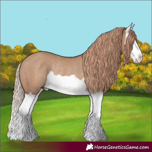 Horse Color:Red Dun Splash Rabicano 