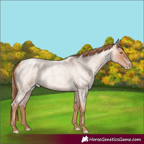 Horse Color:Gold Champagne Roan 