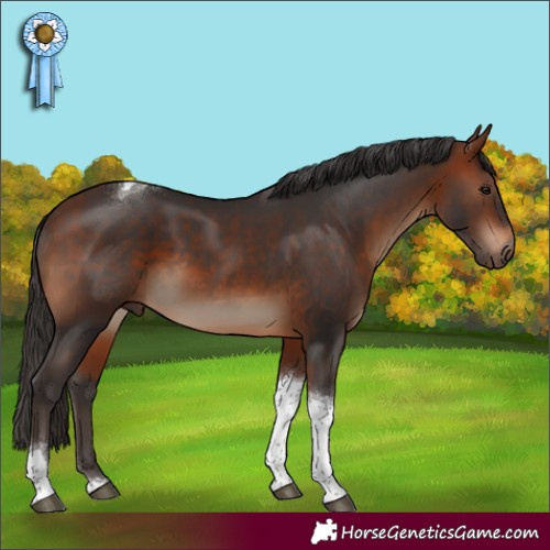 Horse Color:Bay Tobiano 