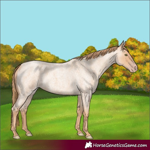 Horse Color:Gold Champagne Roan