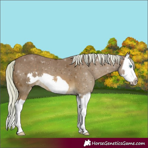 Horse Color:Chocolate Palomino Splash Frame 