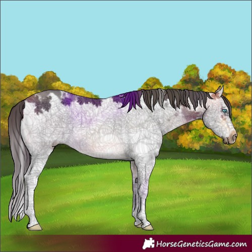 Horse Color:Buckskin Sabino Splash Frame 