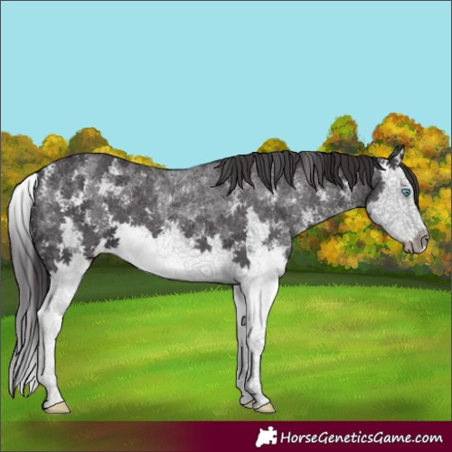 Horse Color:Smoky Black Sabino Splash 
