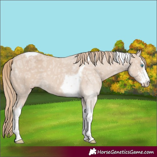 Horse Color:Smoky Creme Ice Sabino Tobiano 