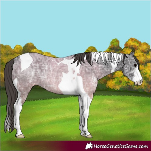 Horse Color:Smoky Black Ice Sabino Tobiano Appaloosa Rabicano 