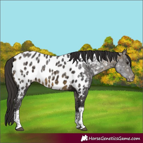Horse Color:Buckskin Ice Tobiano Appaloosa